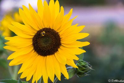 Sunflower and Bee
