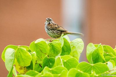 Song Sparrow