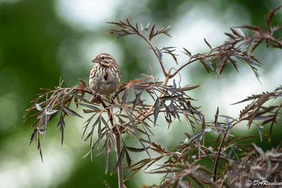 Birds On My Walks