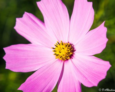 Spring Summer Autumn Flowers
