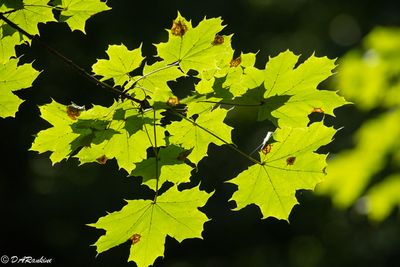 Summer Galleries