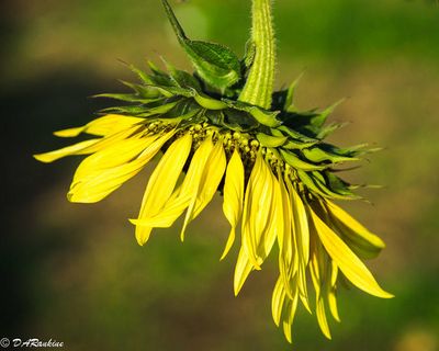 Spring Summer Autumn Flowers