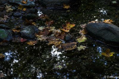  Autumn Galleries