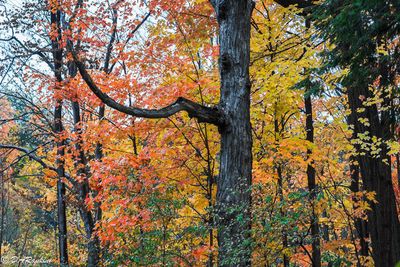  Autumn Galleries