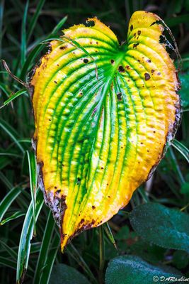 Leaves