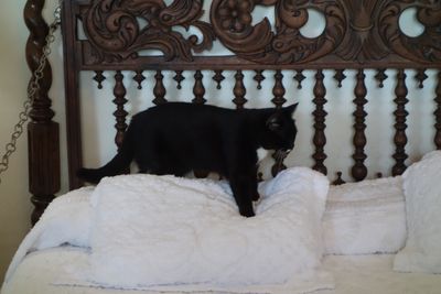 One of the six-toed cats