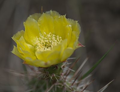 DSC_1115trj2.jpg
