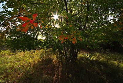 DSC_1563trj2.jpg