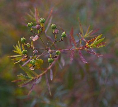 DSC_1712trj2.jpg