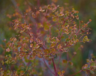 DSC_1716trj2.jpg