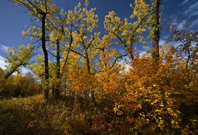 DSC_1831trj.jpg