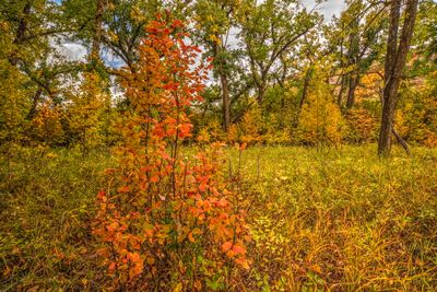 DSC_1872_Vibrant trj.jpg