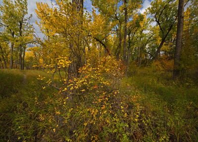DSC_1884trj.jpg
