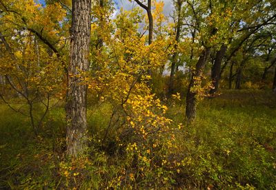 DSC_1885trj.jpg