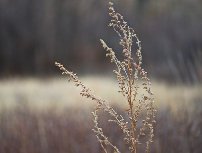 DSC_0049trj2.jpg