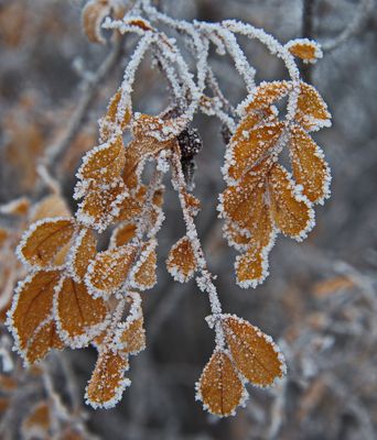 DSC_0123trj2.jpg
