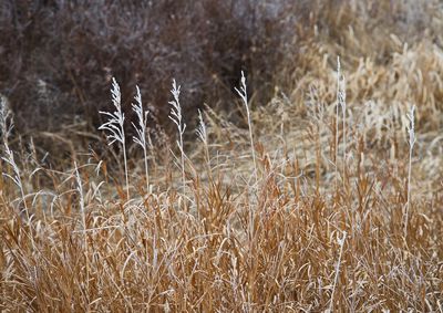 DSC_0141trj2.jpg
