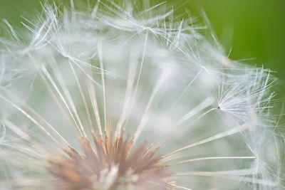 DSC_0594trj2.jpg