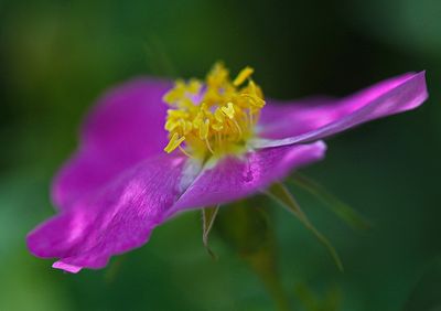 DSC_0862trj4.jpg