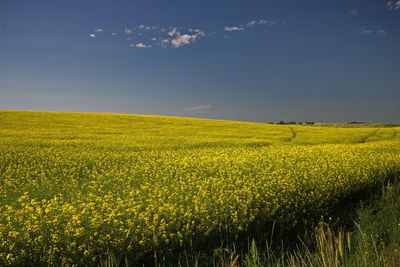 DSC_1661trj2.jpg