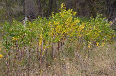 DSC_2365trj2.jpg