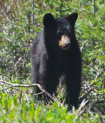 DSC_0450trj.jpg