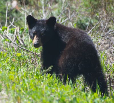 DSC_0452trj.jpg