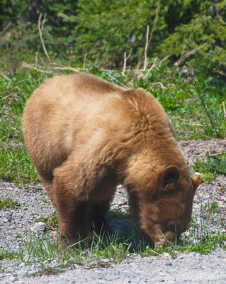 DSC_0508trj.jpg