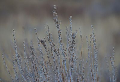 DSC_2649trj2.jpg