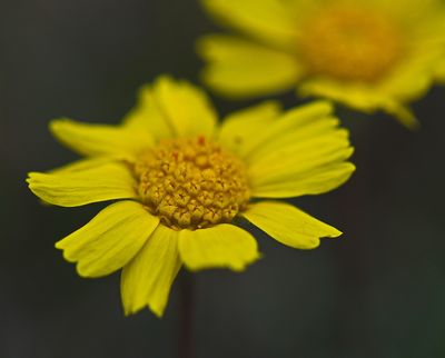 DSC_2837trj2.jpg