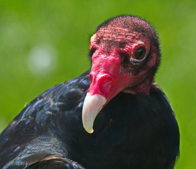 DSC_2917t2rj2.jpg