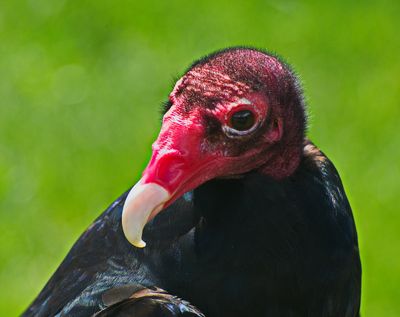 DSC_2919t2rj2.jpg