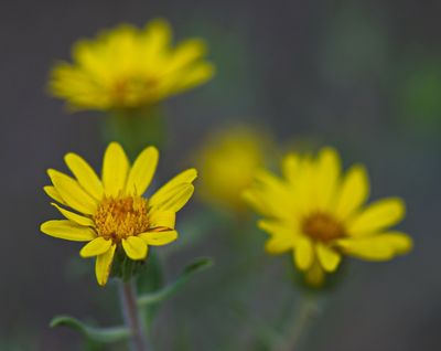 DSC_4163trj2.jpg