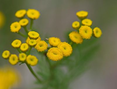 DSC_4471trj2.jpg