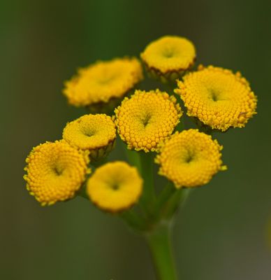 DSC_4473trj2.jpg