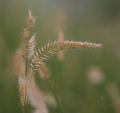 DSC_4489trj2.jpg