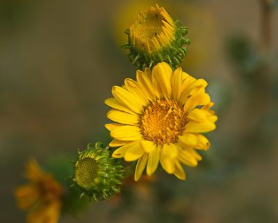DSC_4750trj3.jpg