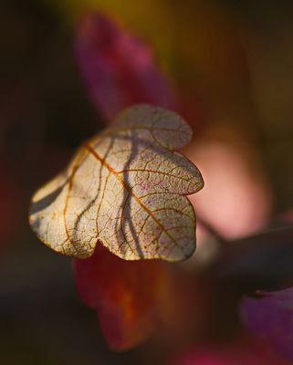 DSC_4864t2rj3.jpg