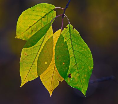 DSC_5087trj2.jpg
