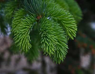 DSC_5510tr1j3.jpg