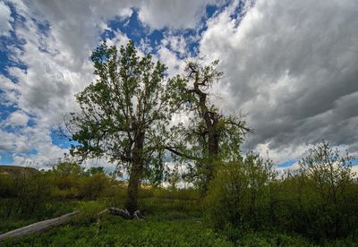 DSC_5517tt2rj2.jpg