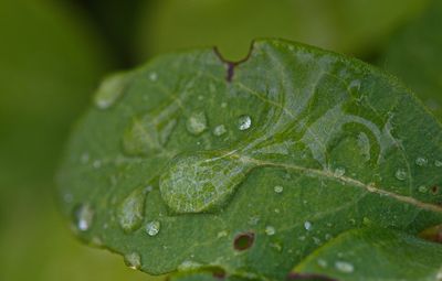 DSC_5942t1rj2.jpg