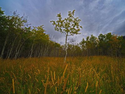 DSC_6002t4rj2.jpg
