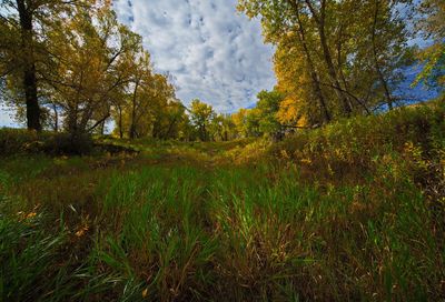 DSC_6115tr1j2.jpg