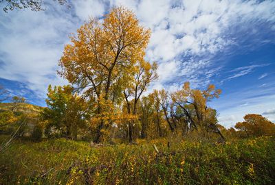 DSC_6128trj2.jpg