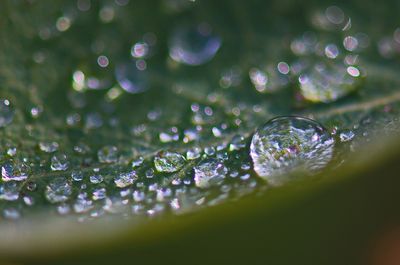 DSC_6154tr1j2.jpg