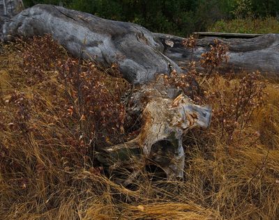 DSC_0560trj2.jpg