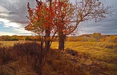 DSC_0817trj2.jpg