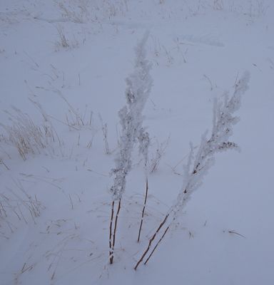 _DSC2164trj2.jpg