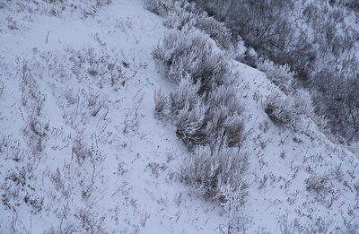 _DSC2195trj3.jpg